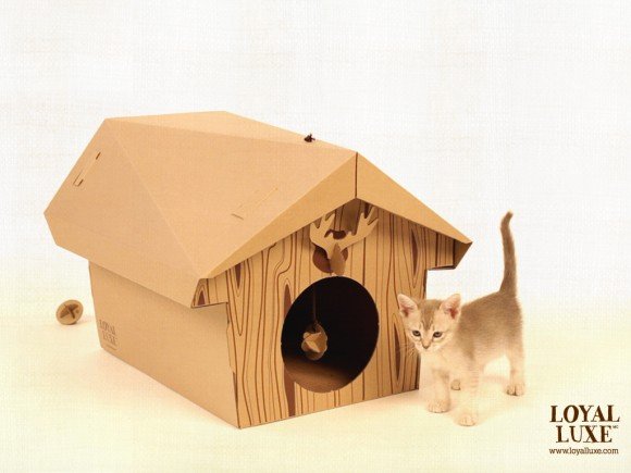 kitties1