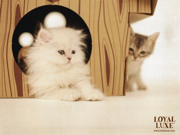 kitties