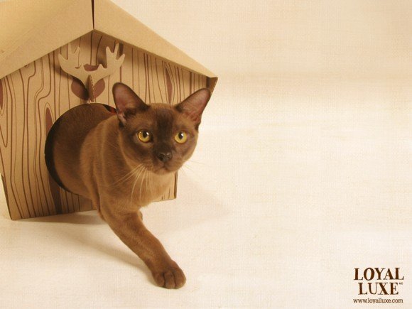 kittie3