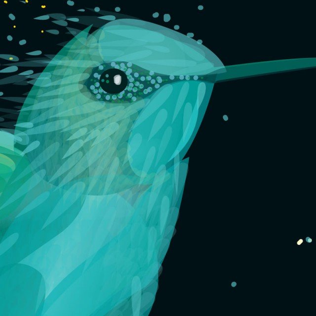 Hummingbird Black